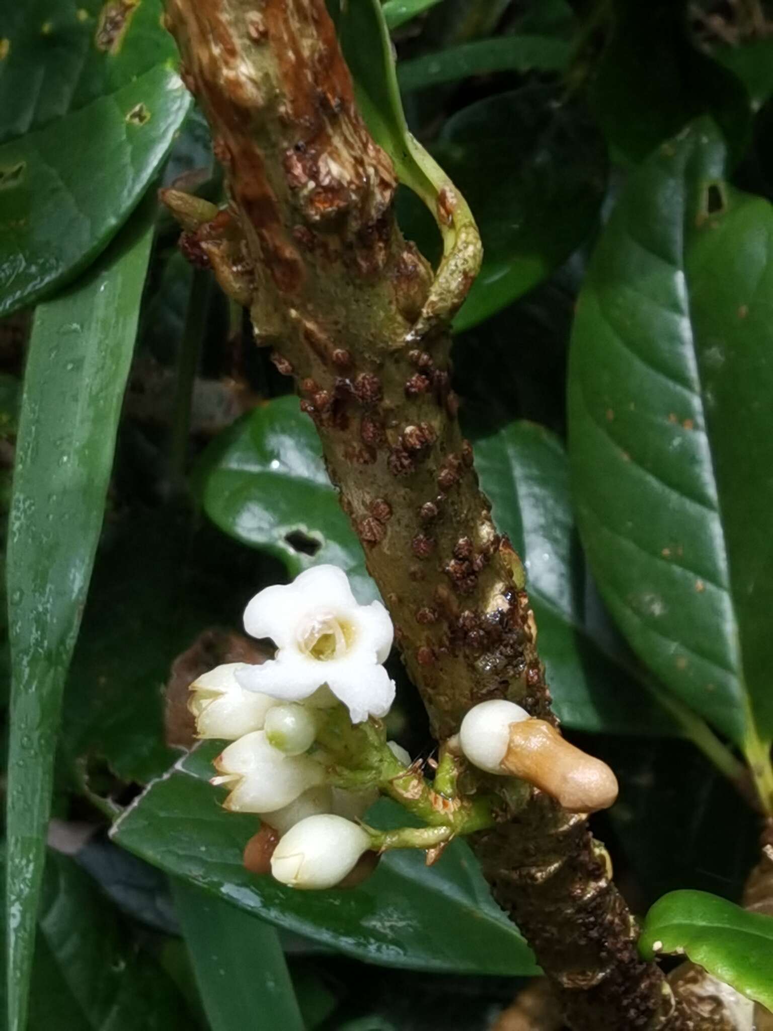 Image of Schlegelia parviflora (Oerst.) Monach.