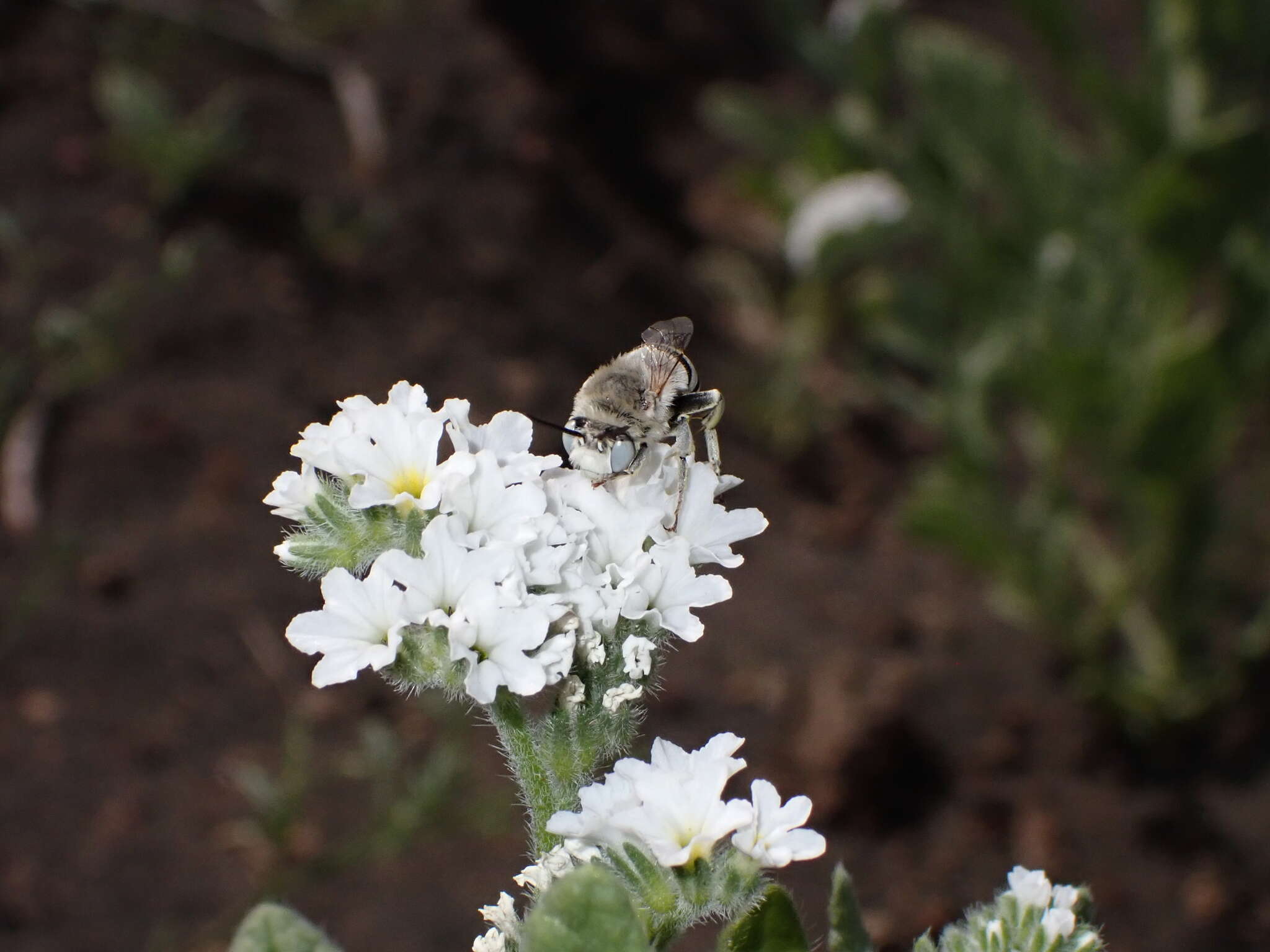 Imagem de Anthophora pulverosa Smith 1854