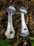 Image of light violet cortinarius