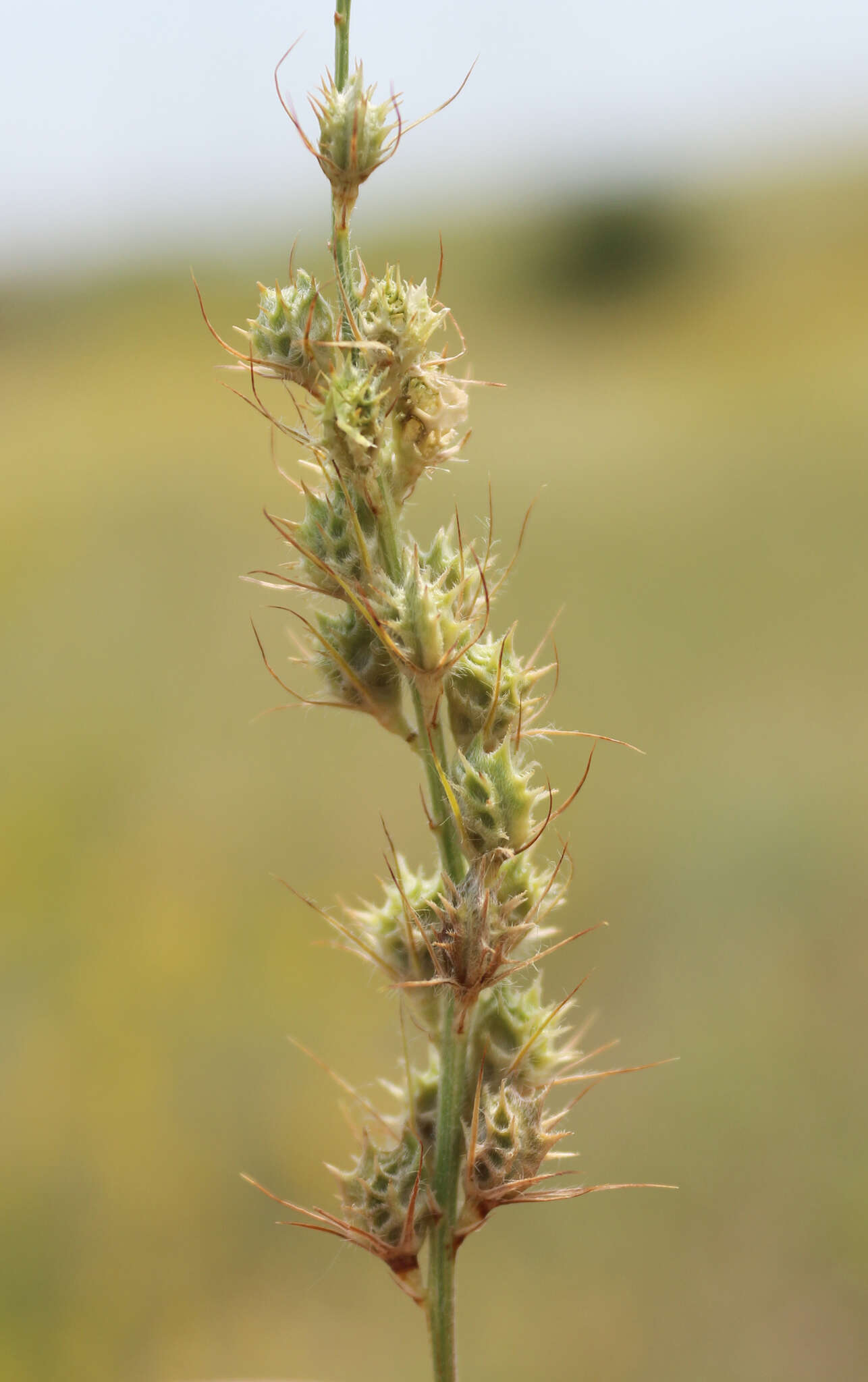 Onobrychis dielsii (Sirj.) Vassilcz.的圖片