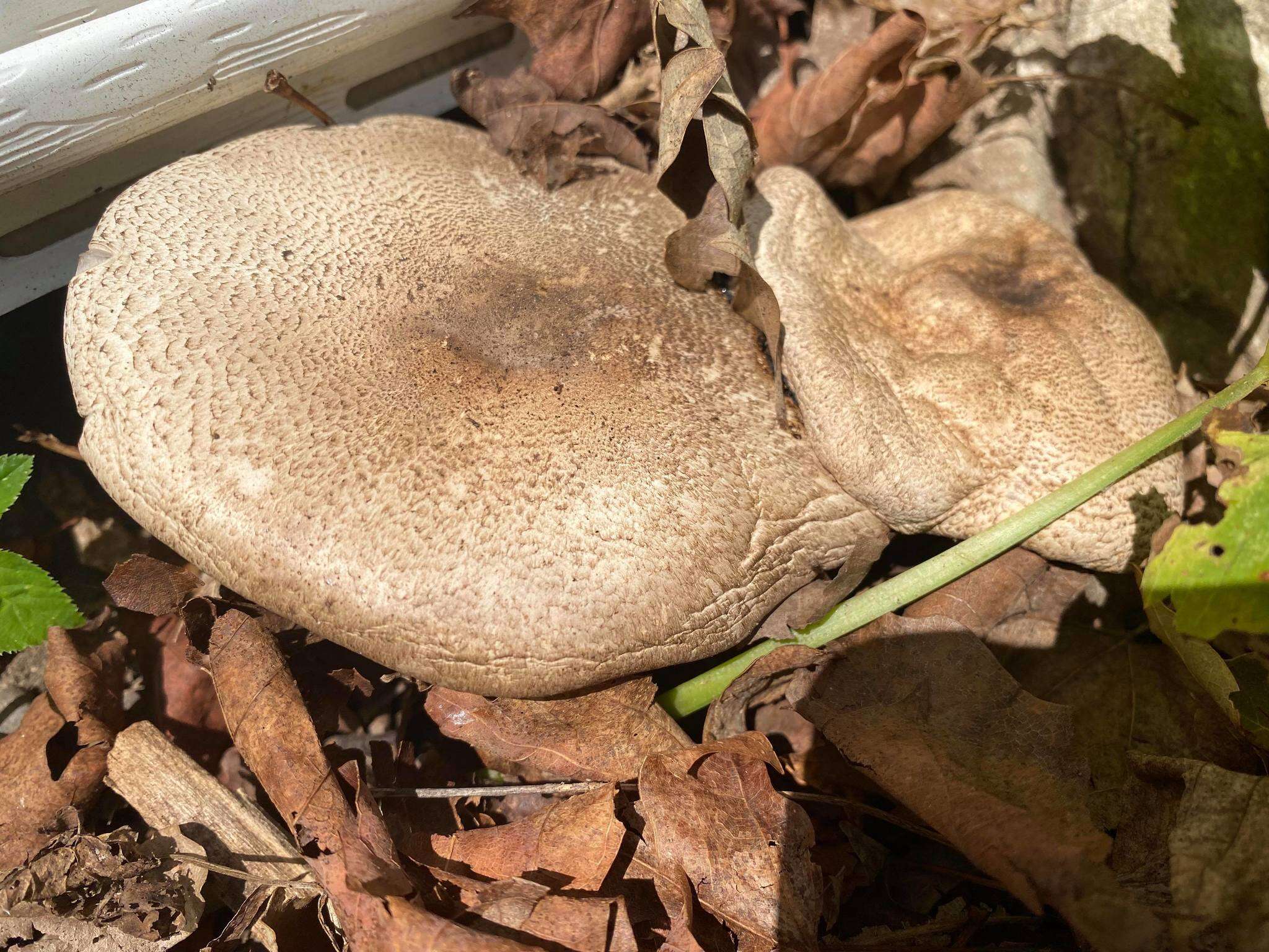 Image of Eastern Flat-topped Agaricus