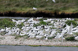 Image of Sandwich Tern