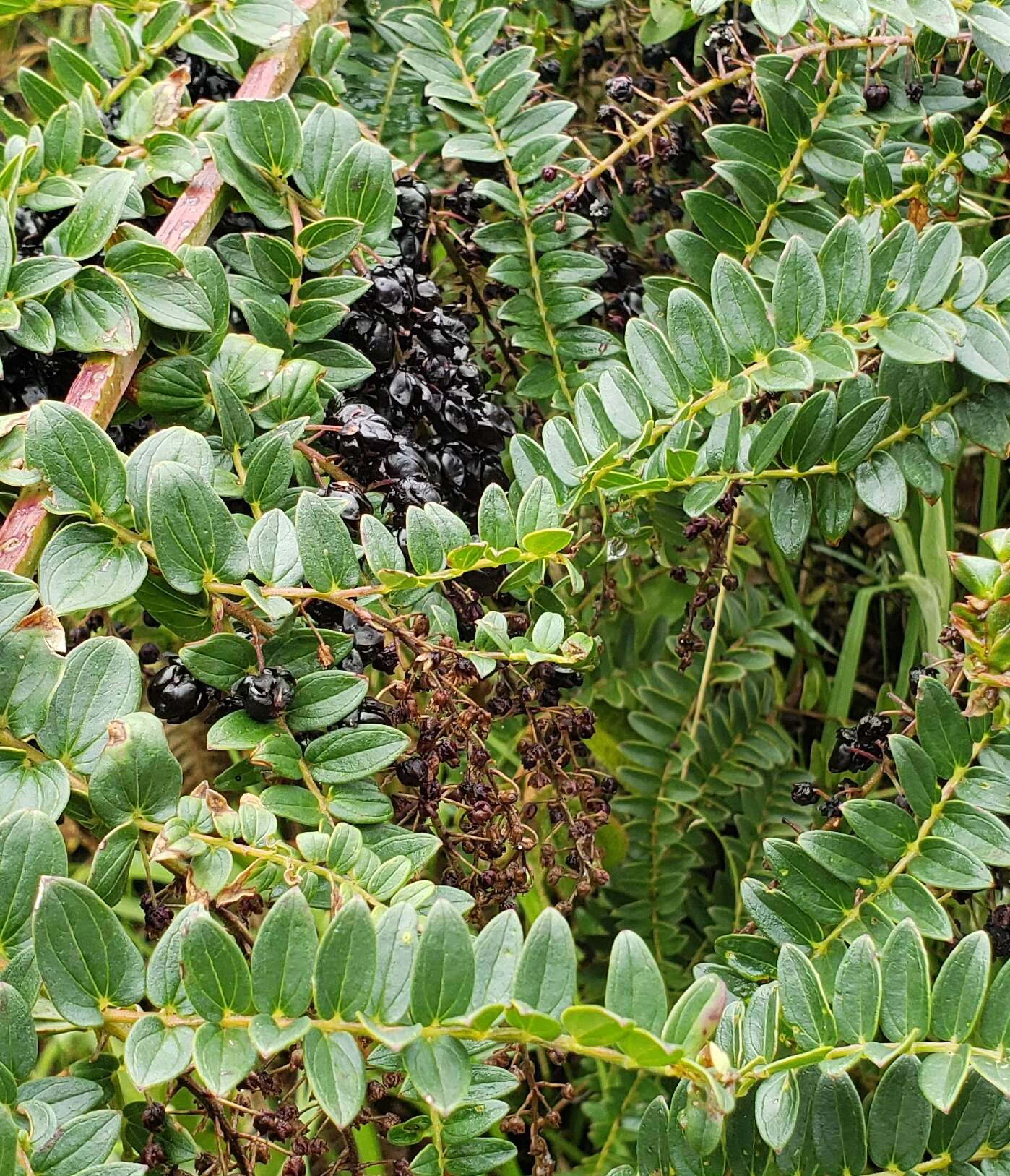 Image of Coriaria microphylla Poir.