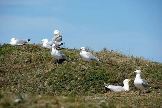 Image of European Herring Gull