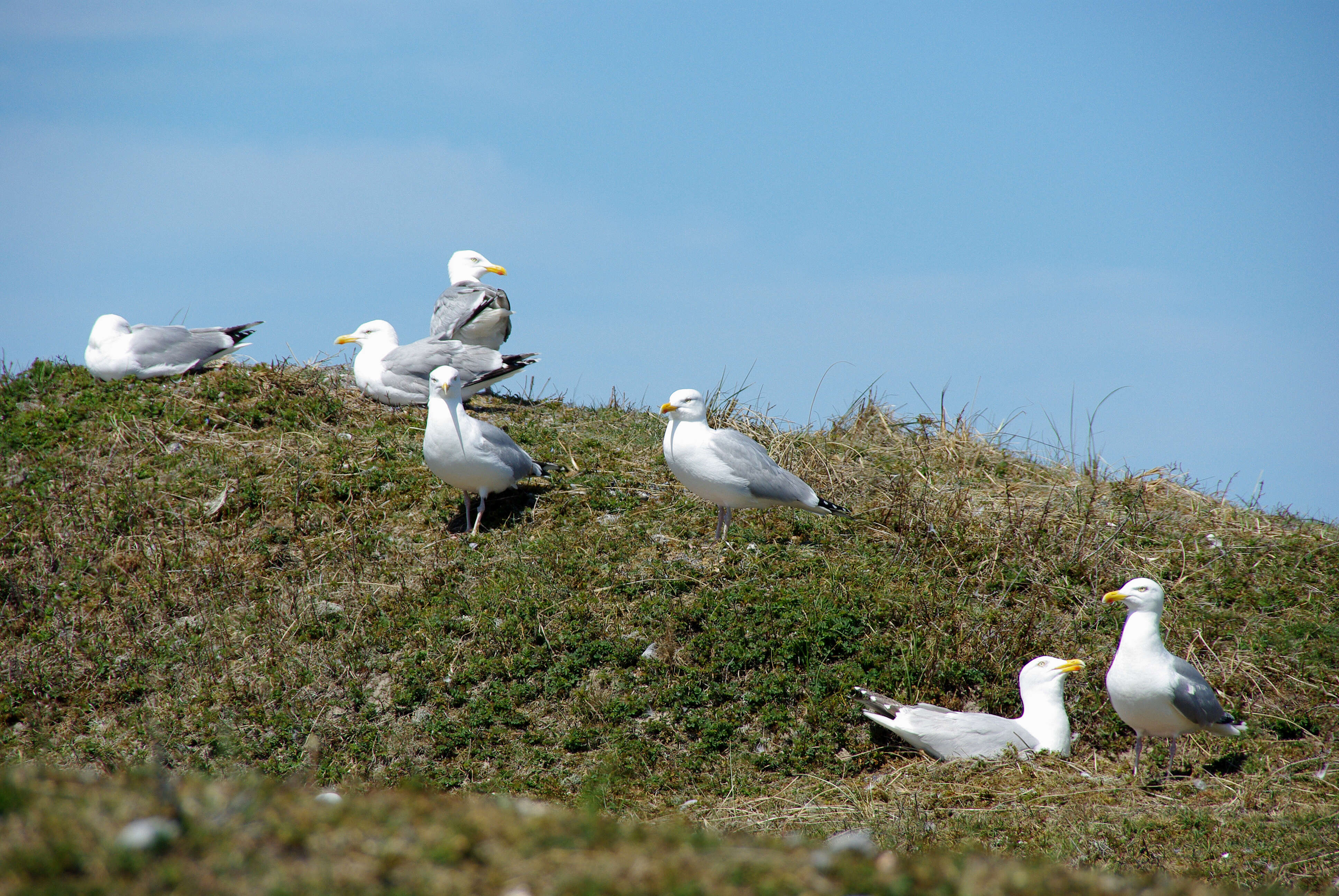 Image of European Herring Gull