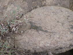 Image of Common Sagebrush Lizard