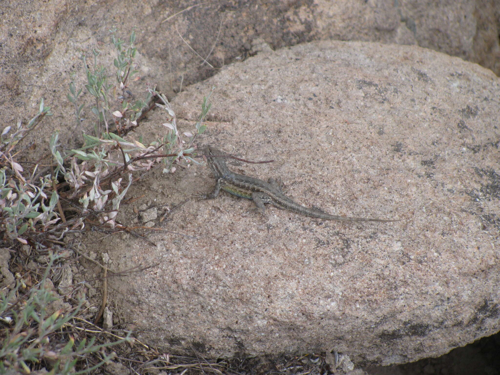 Image of Common Sagebrush Lizard