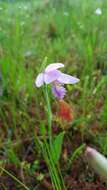 Image of snakemouth orchid