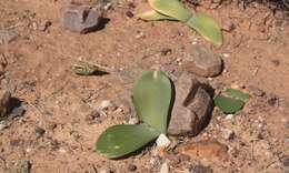 صورة Haemanthus amarylloides subsp. amarylloides