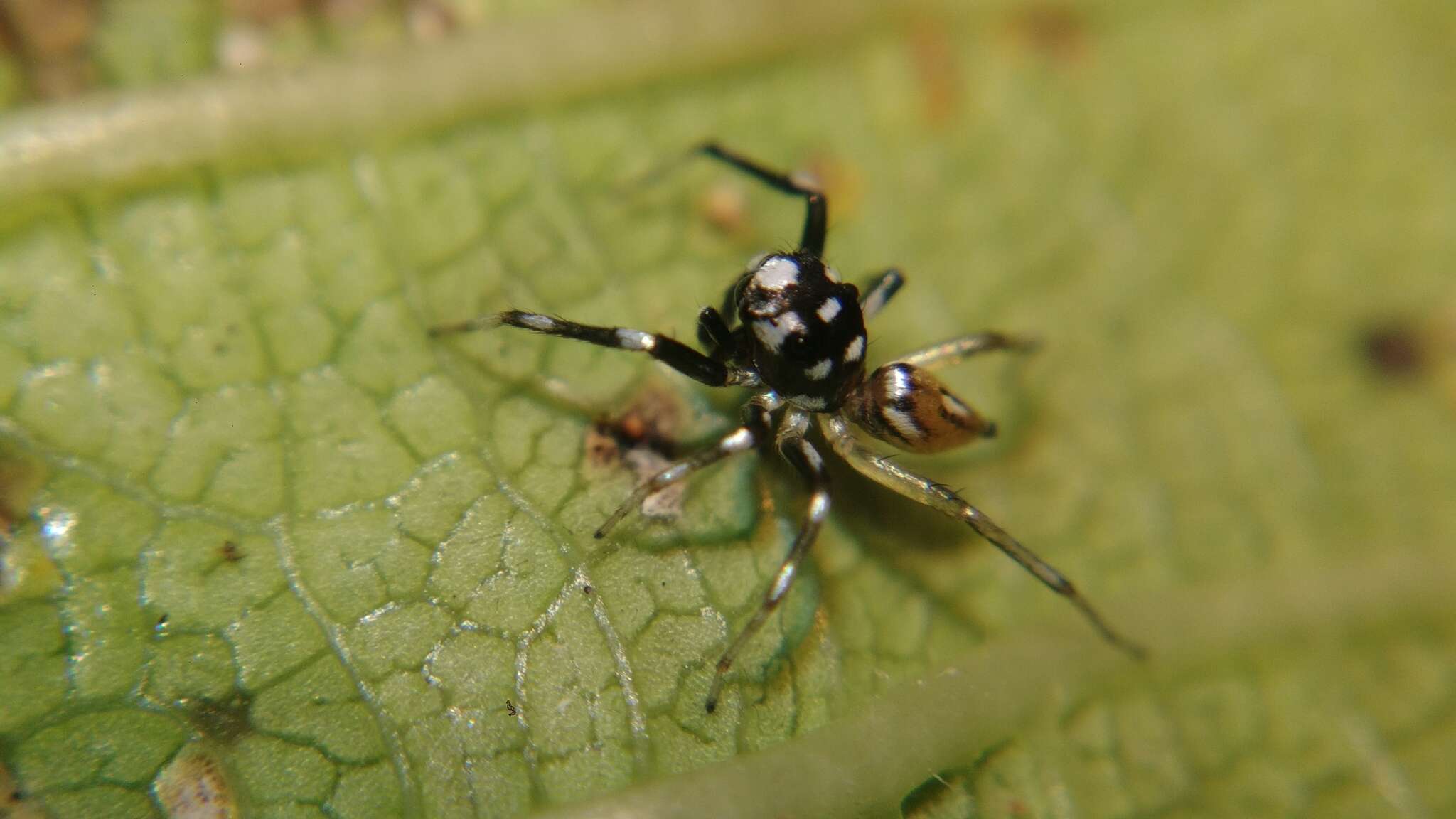 Image of Phintella bifurcilinea (Bösenberg & Strand 1906)