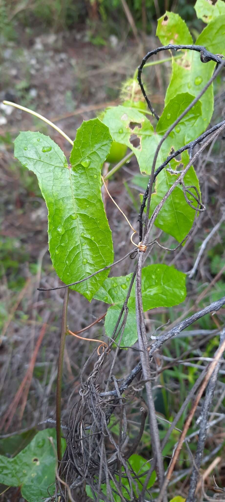 Image of Passiflora bahamensis Britton