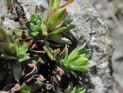 Image of Saxifraga pseudolaevis Oettingen