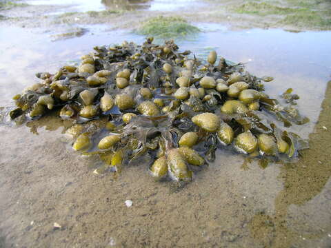 Image of Bladder Wrack