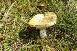 Image of yellow swamp brittlegill