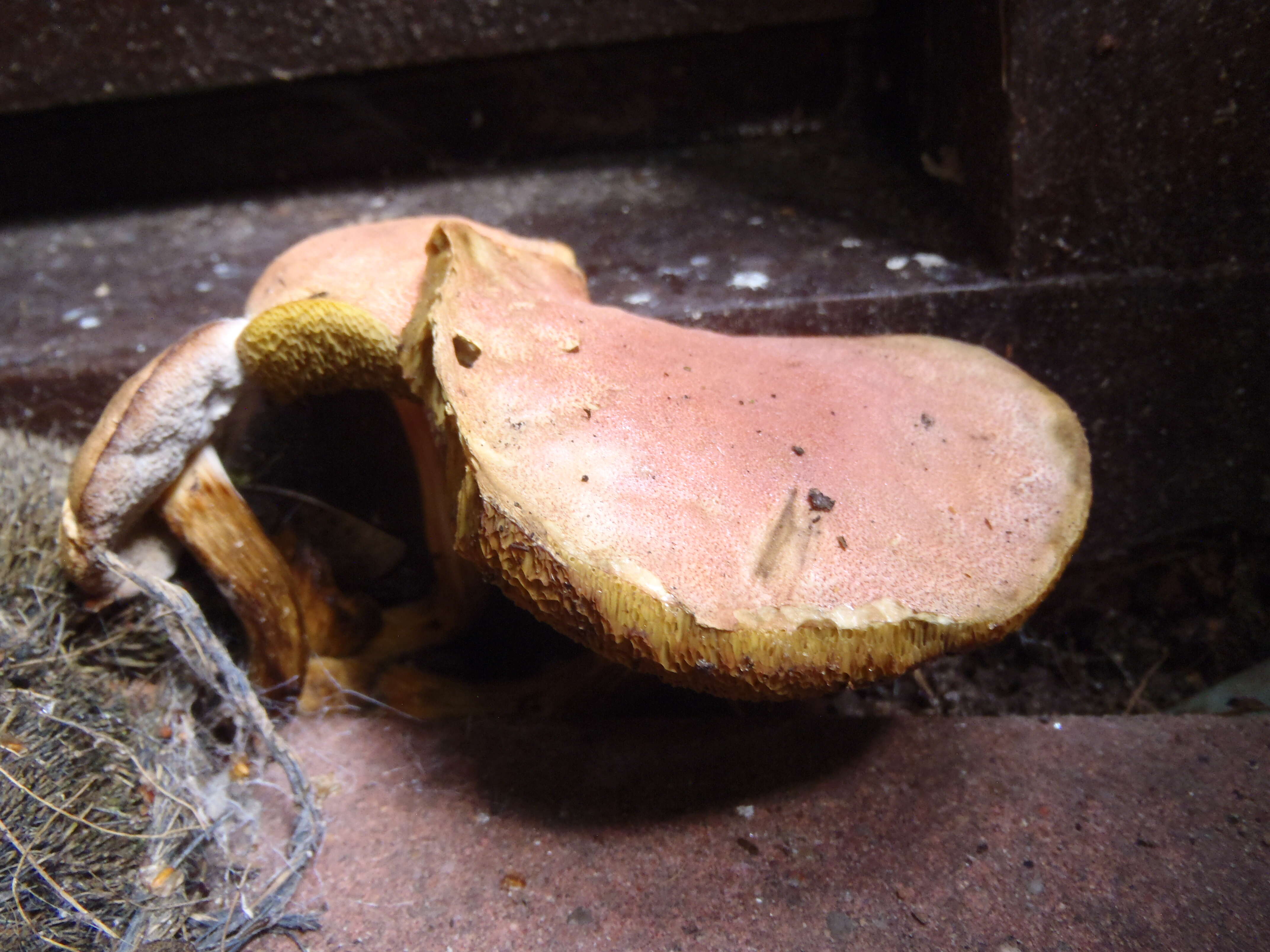 Image of Boletus subtomentosus L. 1753