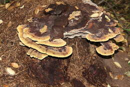 Image of dyer's polypore