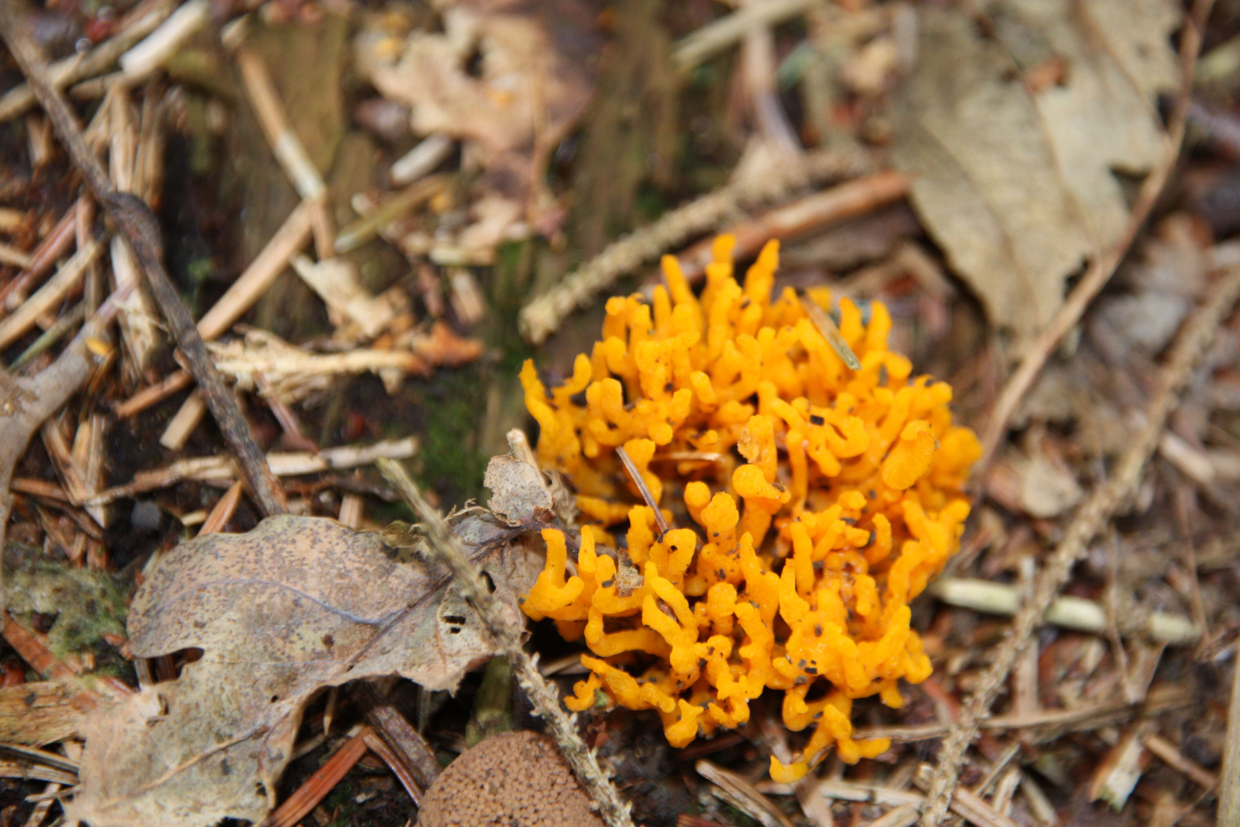 Imagem de Calocera viscosa (Pers.) Fr. 1821