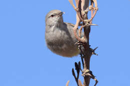 Image of Yellow-bellied Eremomela