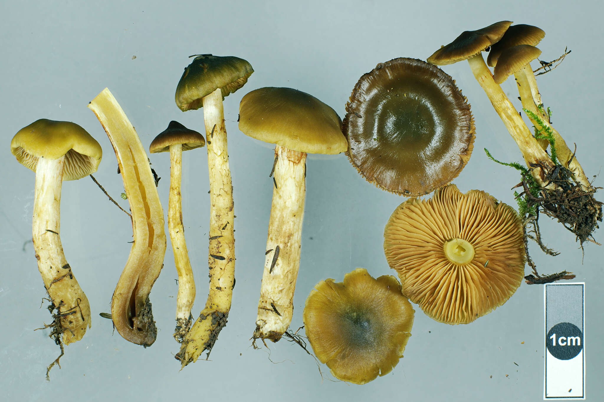 Image of Dermocybe alienata E. Horak 1988