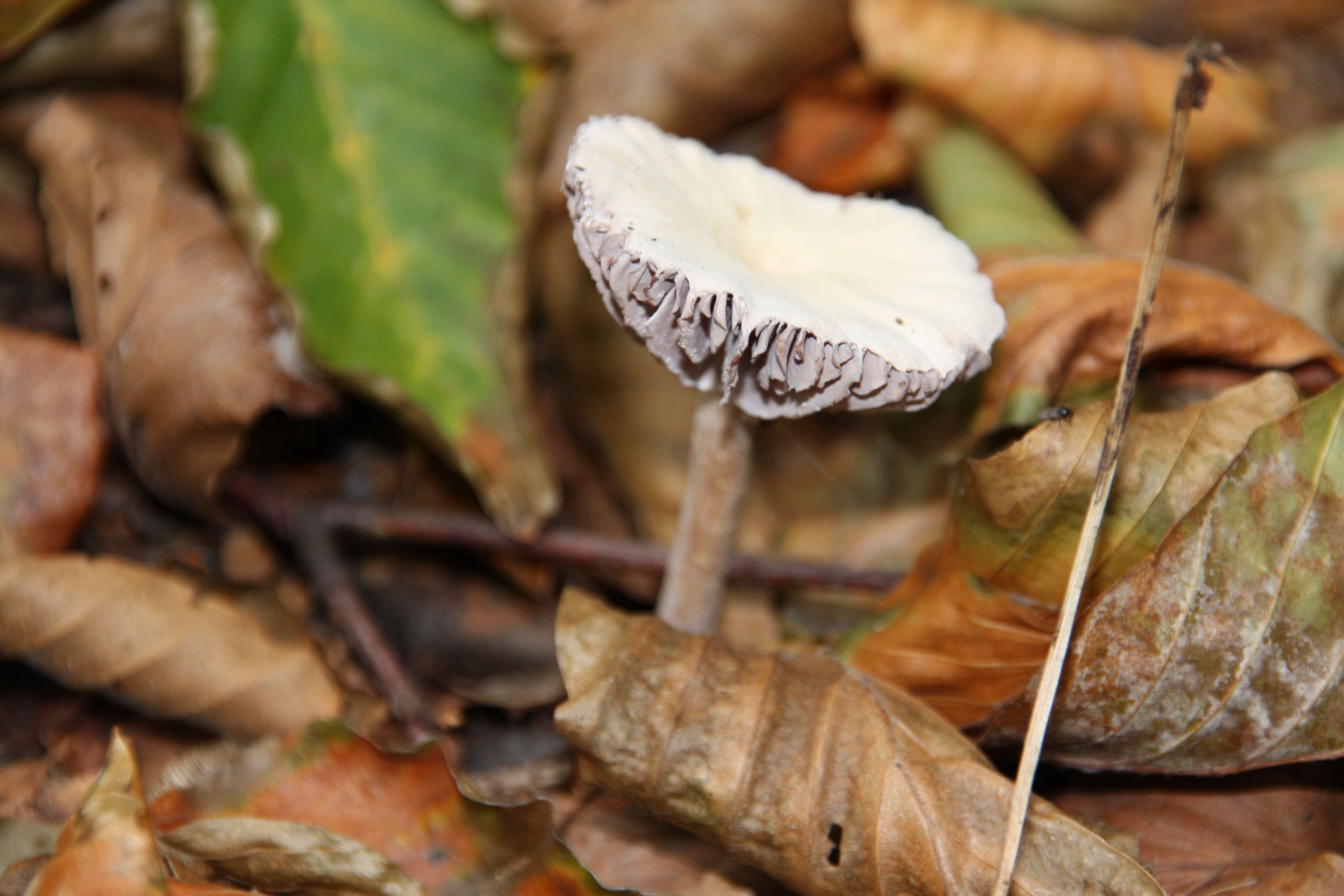 Image of Laccaria amethystina Cooke 1884