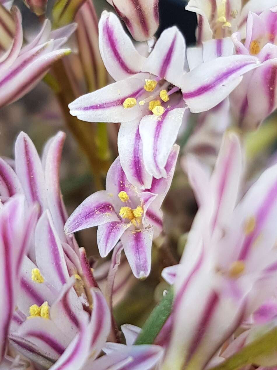 Image of Lachenalia corymbosa (L.) J. C. Manning & Goldblatt