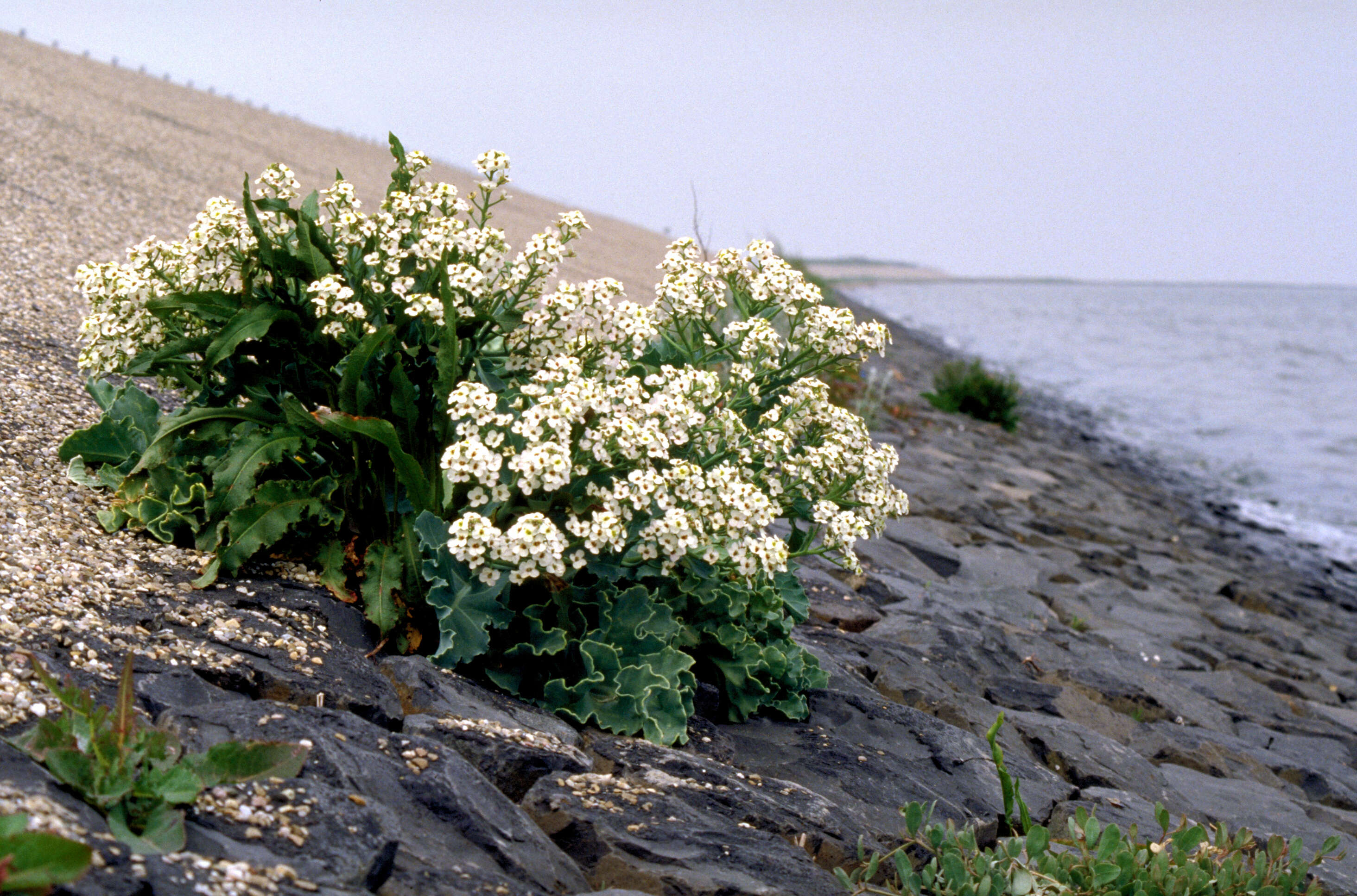 Image of sea kale