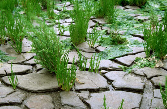 Imagem de Salicornia europaea L.