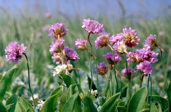 Image of thrift seapink