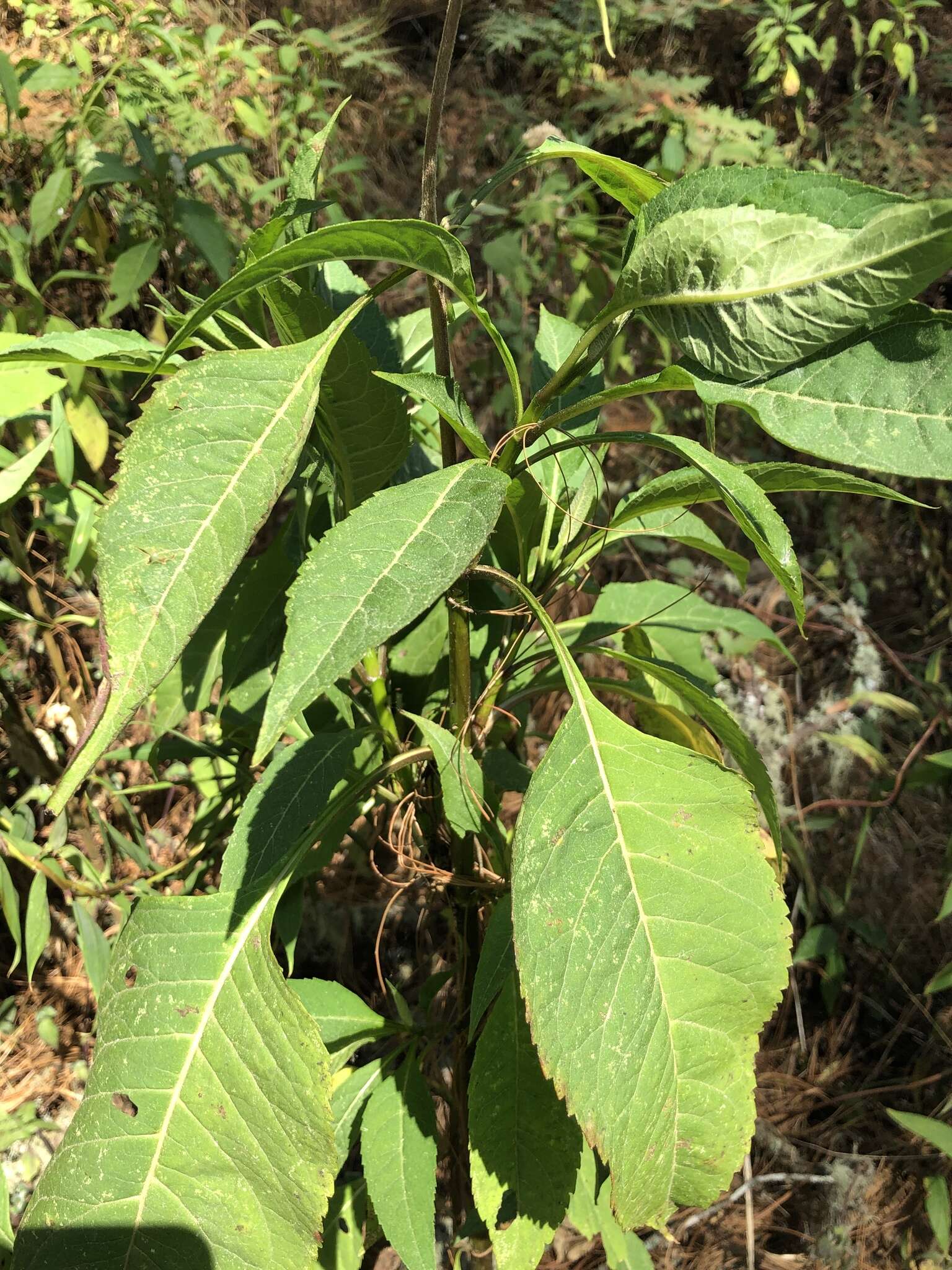 Sivun Stevia microchaeta Sch. Bip. kuva