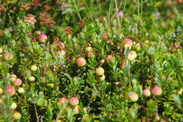 Image of Vaccinium macrocarpon