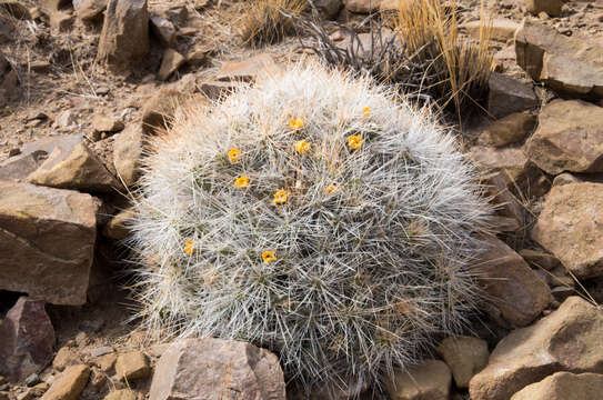 Image of Cumulopuntia chichensis (Cárdenas) E. F. Anderson