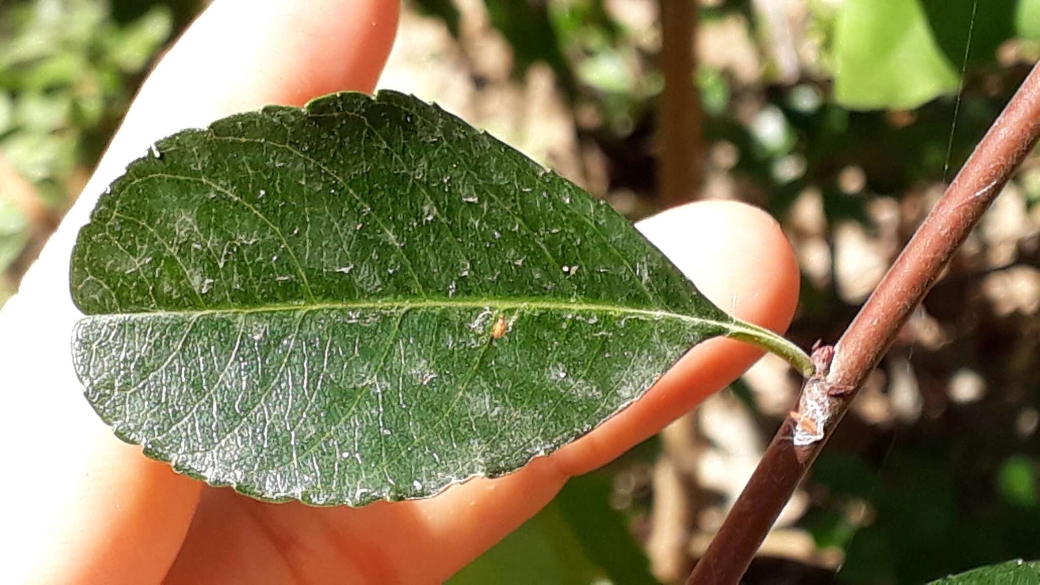 Plancia ëd Gymnosporia cassinoides (L'Hér.) Masf.