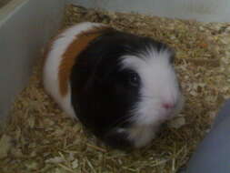 Image of Cavy