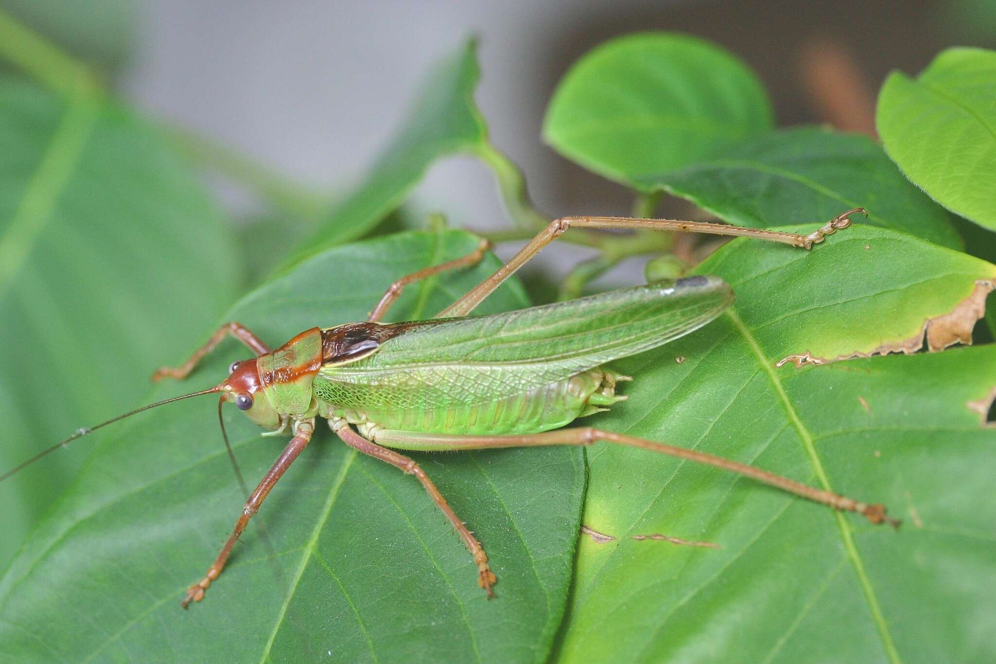 Plancia ëd Calliphona (Calliphonides) alluaudi Bolívar & I. 1893