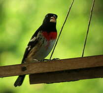 Image of Rose-breasted Grosbeak