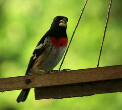 Image of Rose-breasted Grosbeak