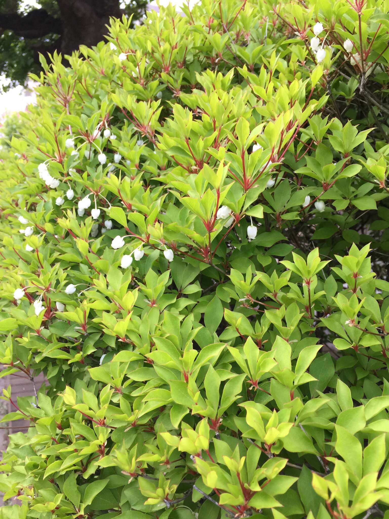 Imagem de Enkianthus perulatus (Miq.) Schneider