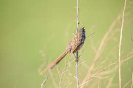 Image of Himalayan Prinia