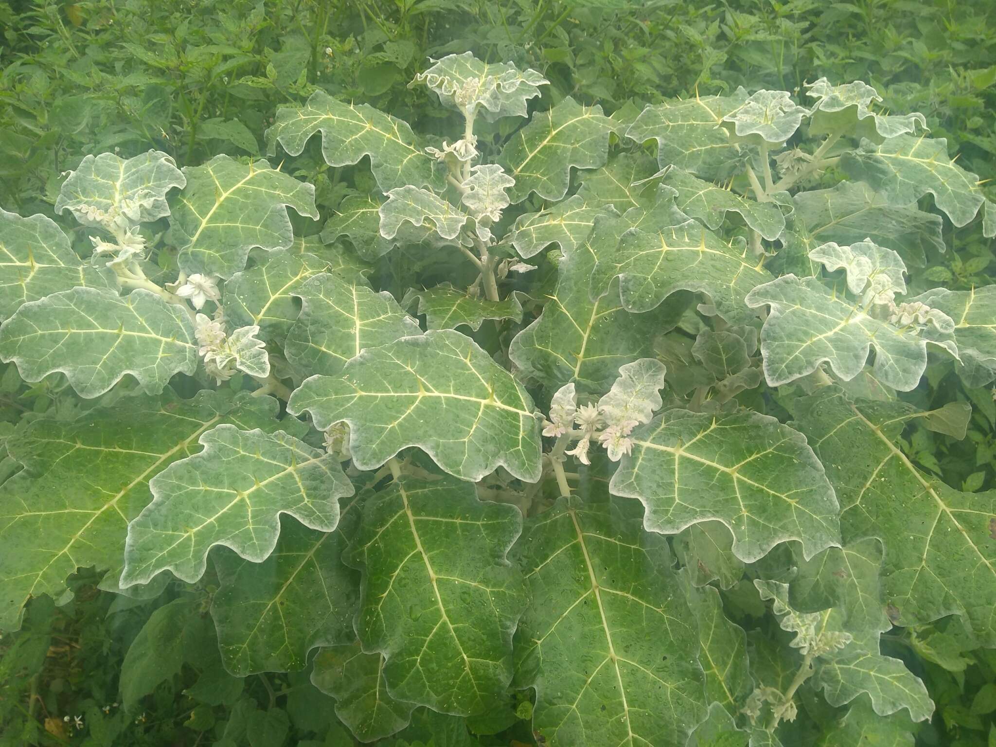 Image de Solanum marginatum L. fil.