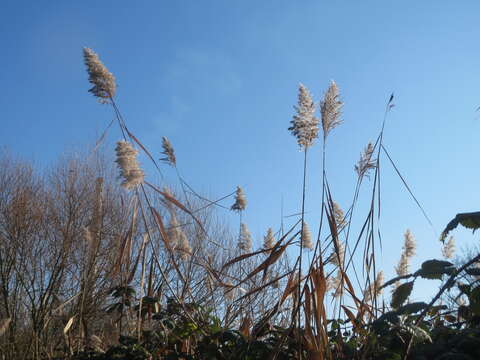 Image of common reed