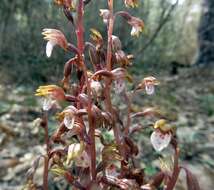 Image of Spring coralroot