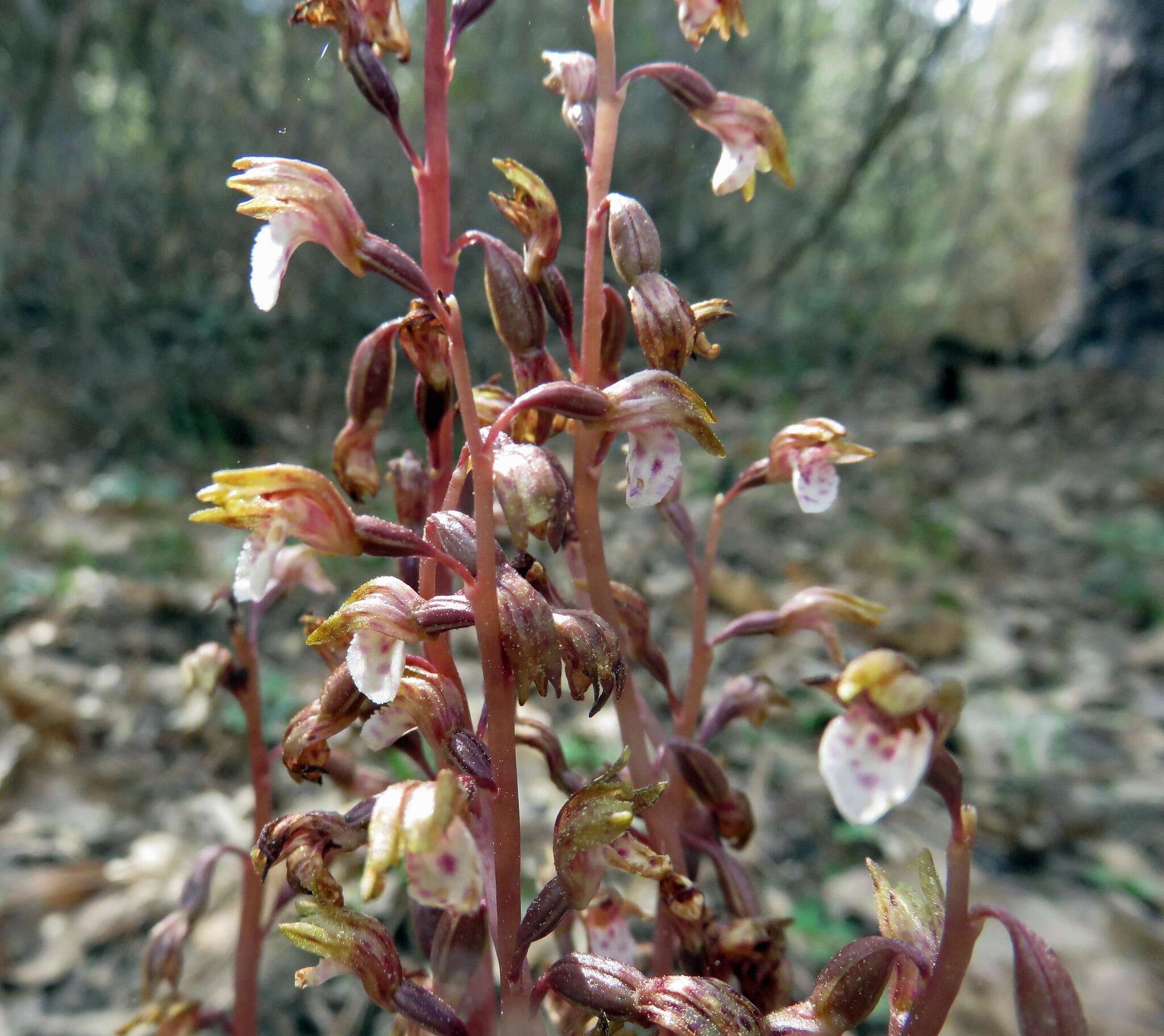 Image of Spring coralroot