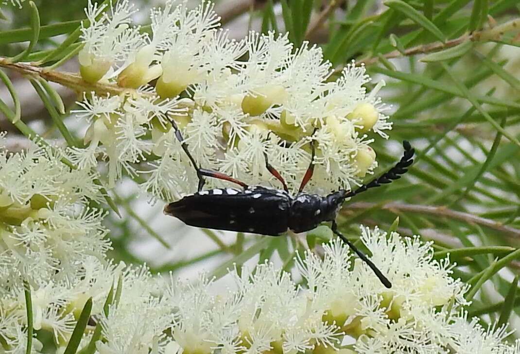 Image of Distichocera thomsonella White 1859