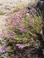 Image of bunchleaf penstemon