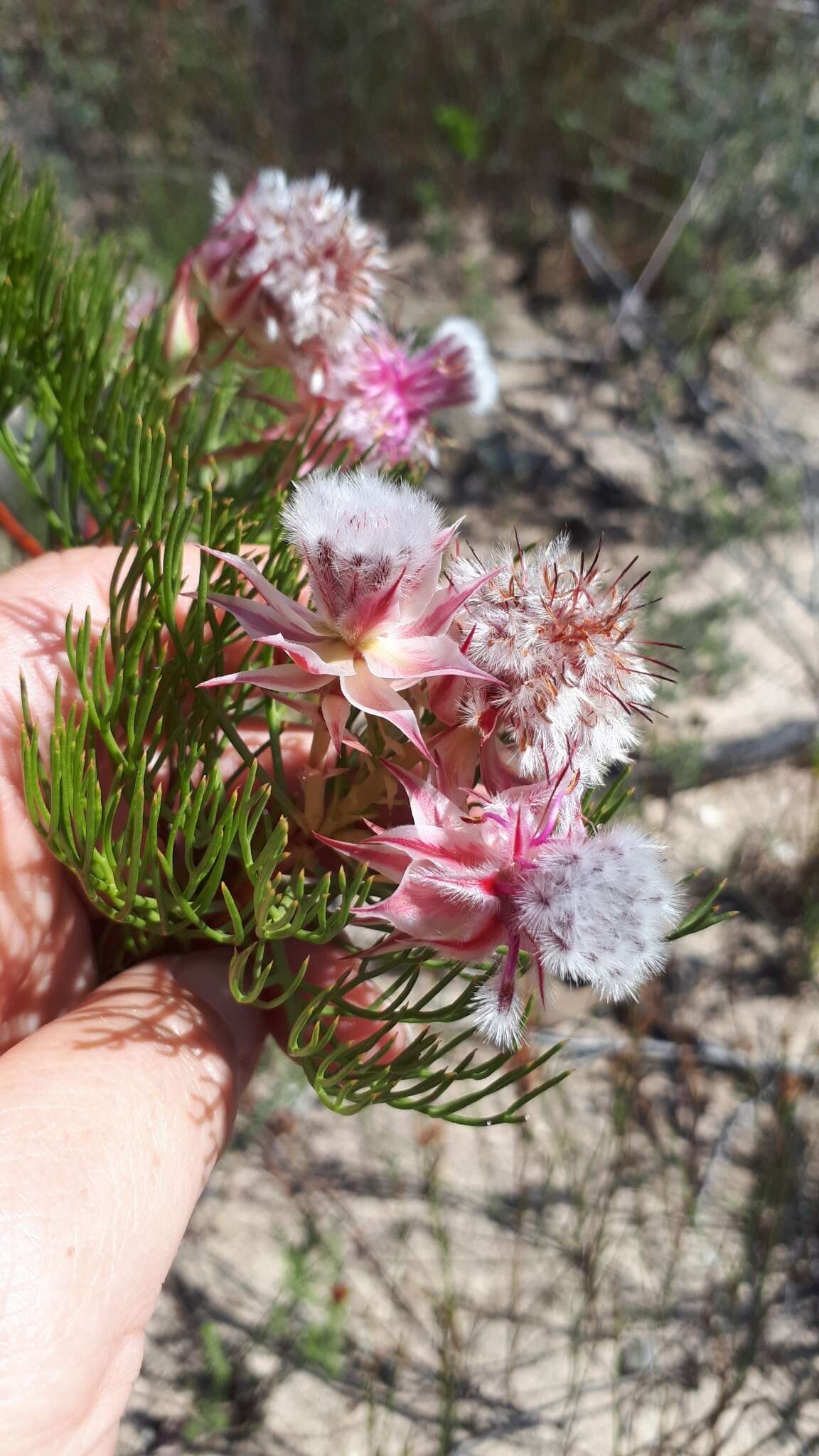 Image of Serruria rosea Phillips