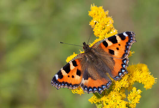 Imagem de Aglais urticae Linnaeus 1758