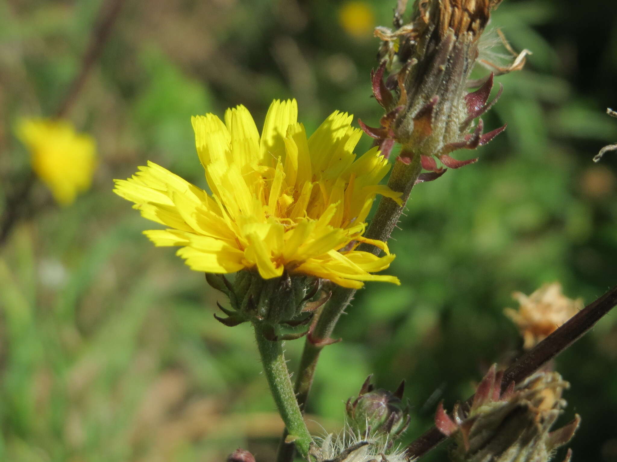 Image of hawkweed oxtongue