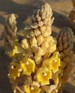 Image of Desert hyacinth