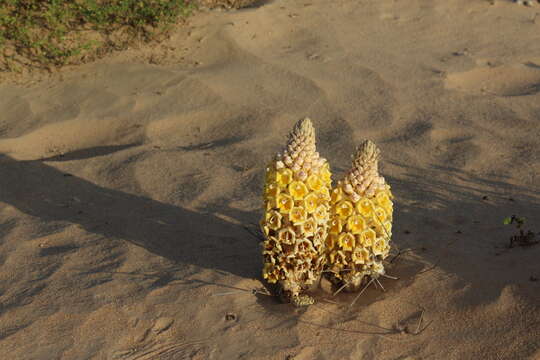 Image of Desert hyacinth