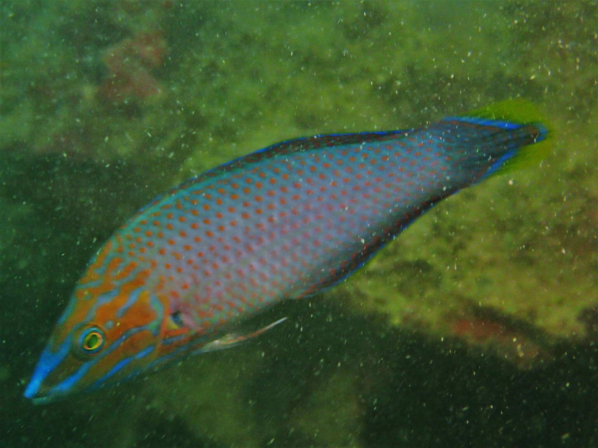 Image of Chain-line wrasse